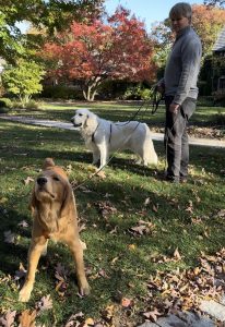 Peaceful walk with dogs Pooh, Zeus and Zoe