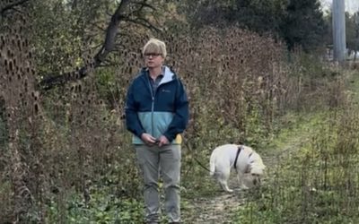 When You’d Like Your Dog to Come: the Dos and Don’ts